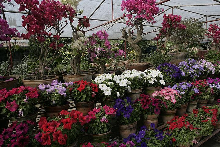магазины растений в Катманду